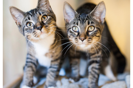 Photo of two tabby teen kittens