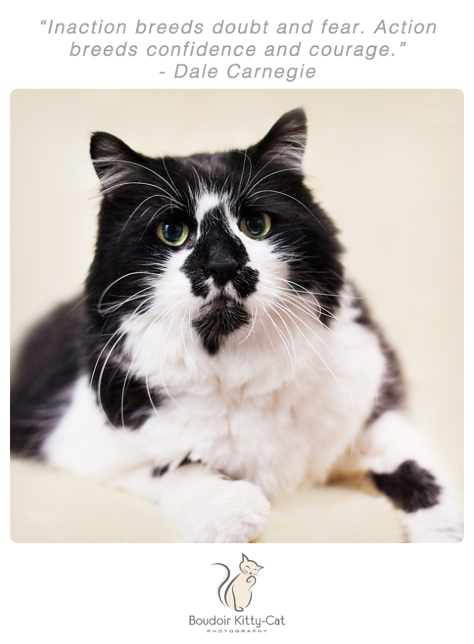 Photo of a black and white cat with a cute face