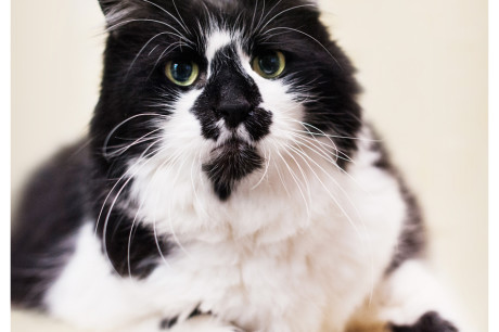 Photo of a black and white cat with a cute face