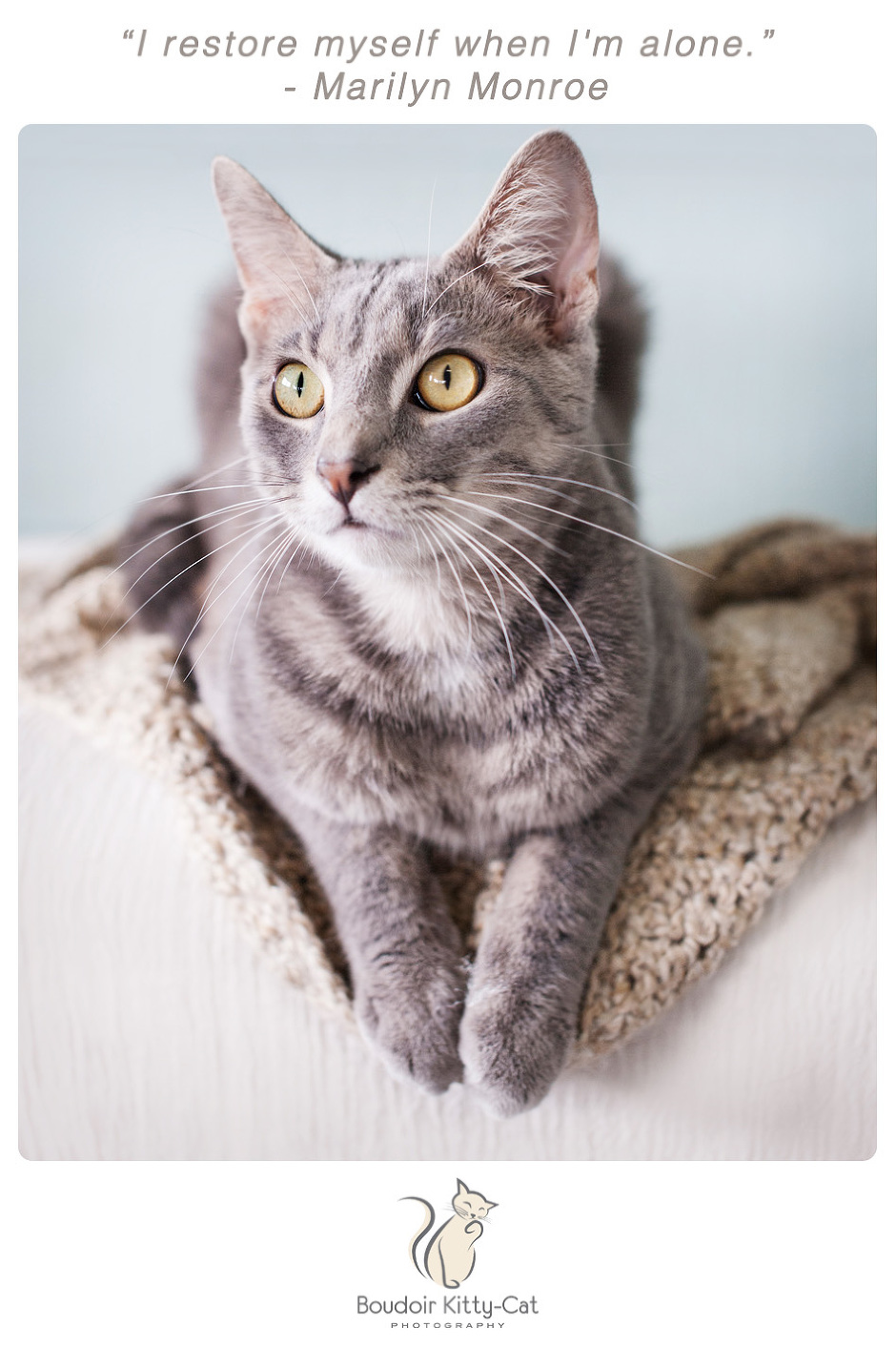 Photo of a gray tabby cat
