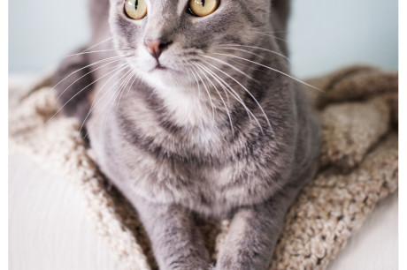 Photo of a gray tabby cat