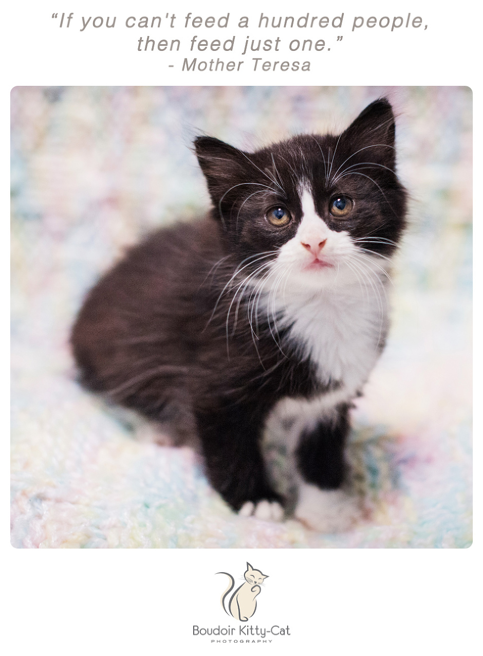 Photo of a tuxedo kitten