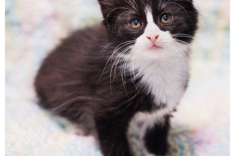 Photo of a tuxedo kitten