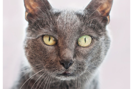 Photo of a gray cat