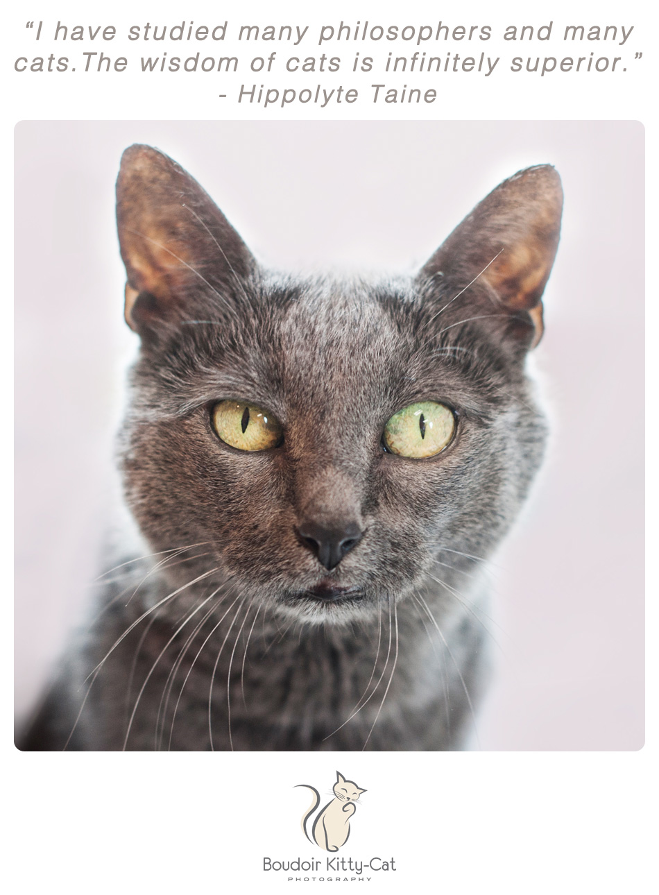 Photo of a gray cat