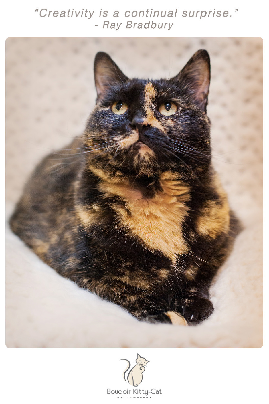 Photo of a torti cat