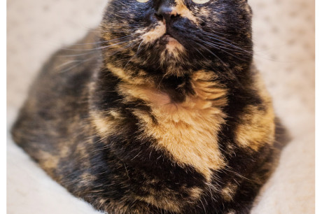 Photo of a torti cat