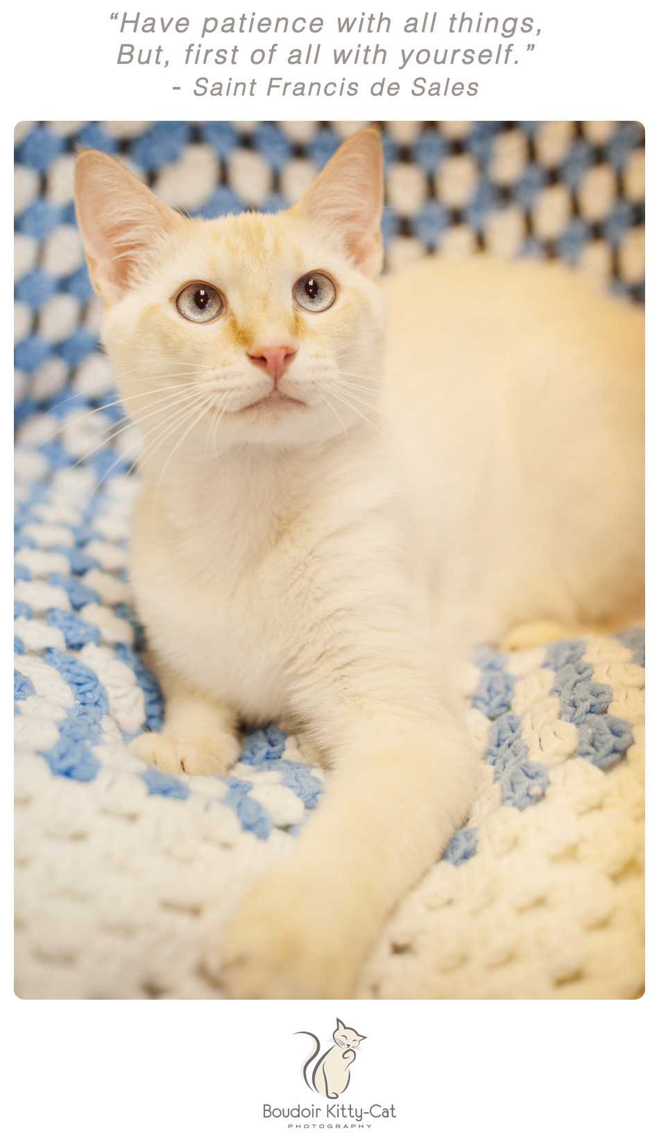 Photo of a Siamese cat