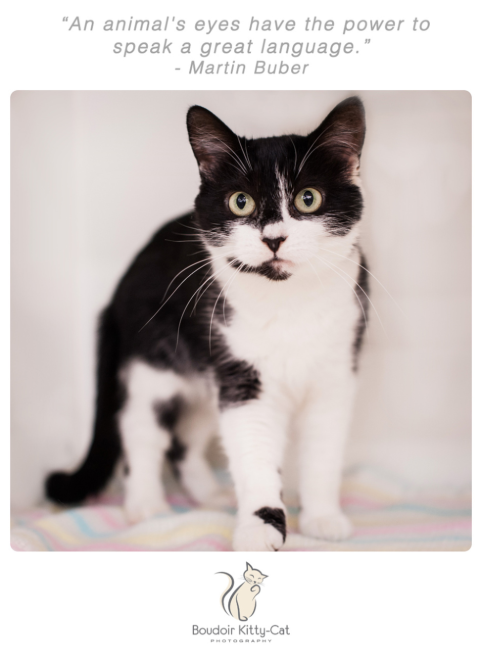 Photo of a black and white cat