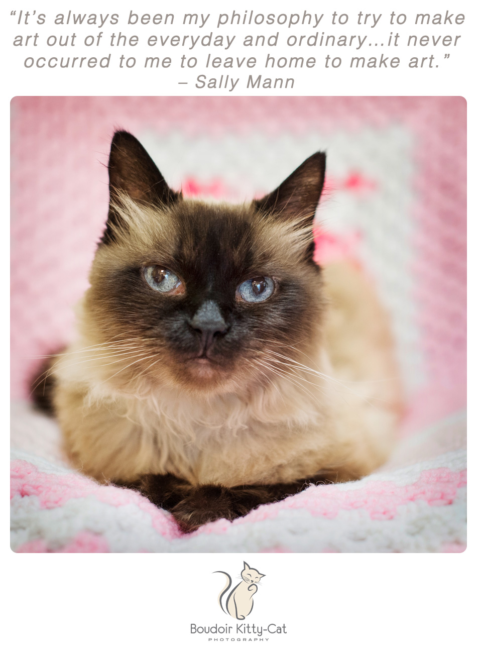 Photo of a himalayan and siamese mix cat