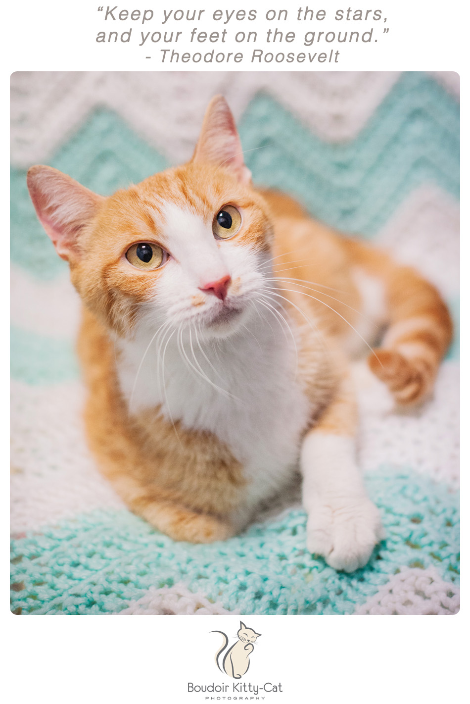 Photo of an orange and white cat