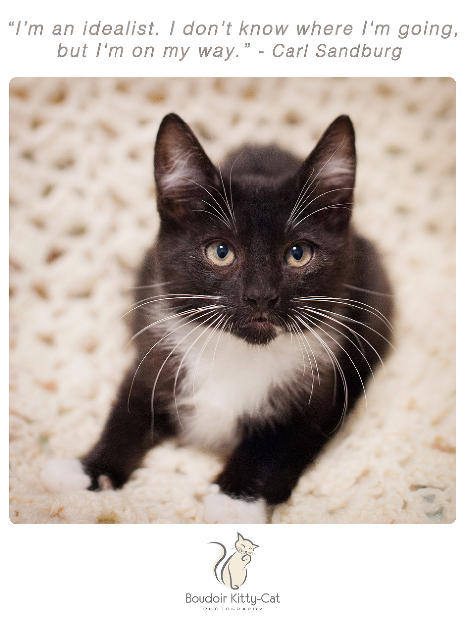 Photo of a tuxedo kitten