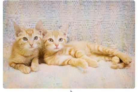 Photo of two orange tabby kittens