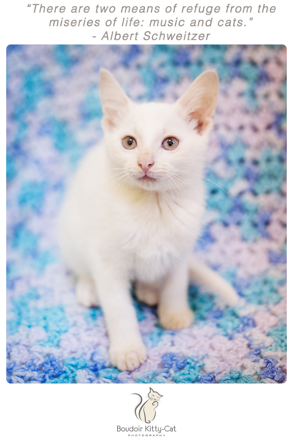 Photo of a white kitten