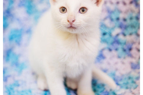 Photo of a white kitten