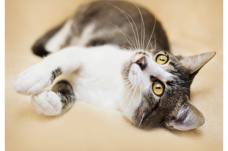 Photo of a brown and white tabby cat