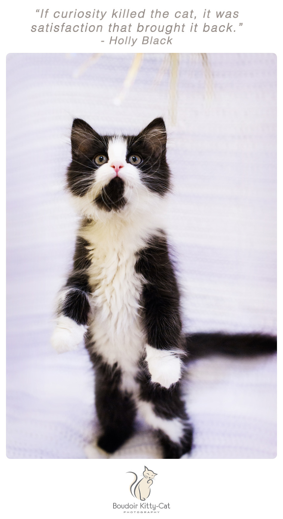 Photo of a tuxedo kitten standing up