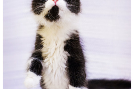 Photo of a tuxedo kitten standing up