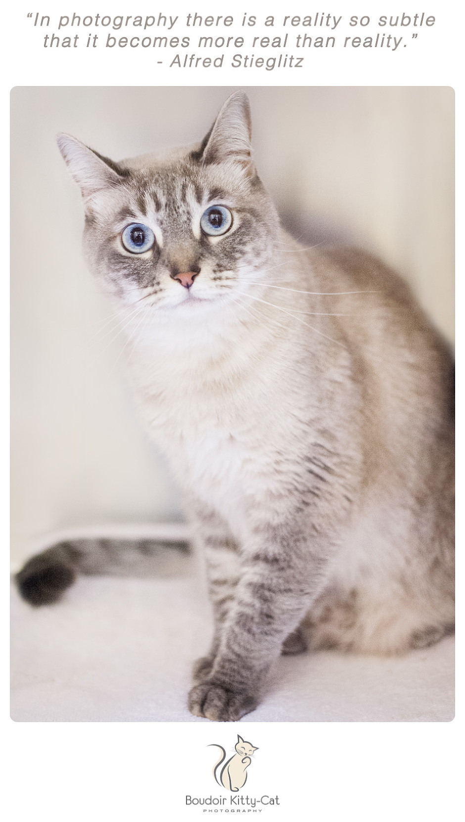 Photo of a Lilac Siamese cat