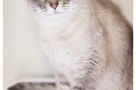 Photo of a Lilac Siamese cat