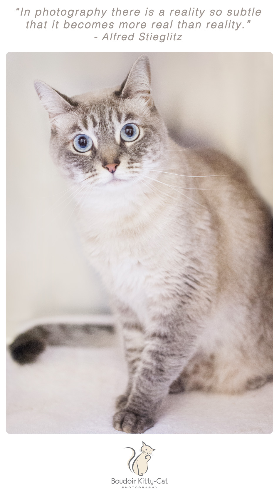 Photo of a Lilac Siamese cat