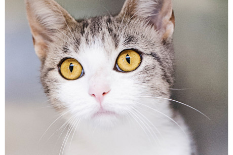 Photo of a white and tabby cat with yellow eyes