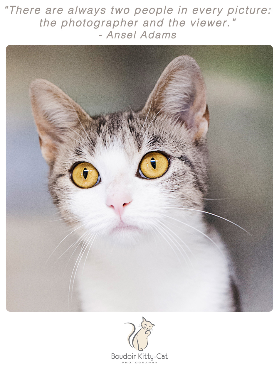 Photo of a white and tabby cat with yellow eyes