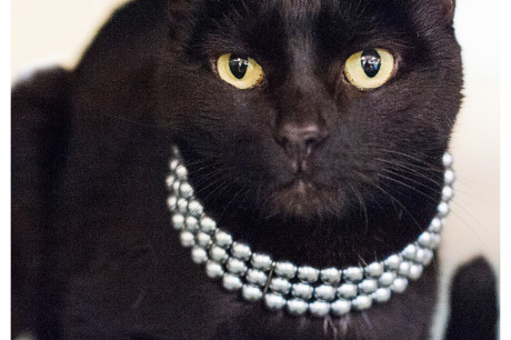 Photo of a black cat wearing a pearl necklace