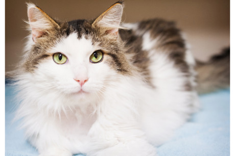 Photo of a white and brown tabby cat