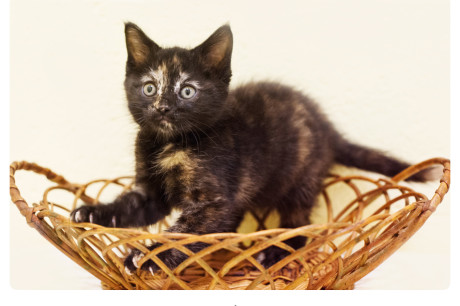 Photo of a torti kitten