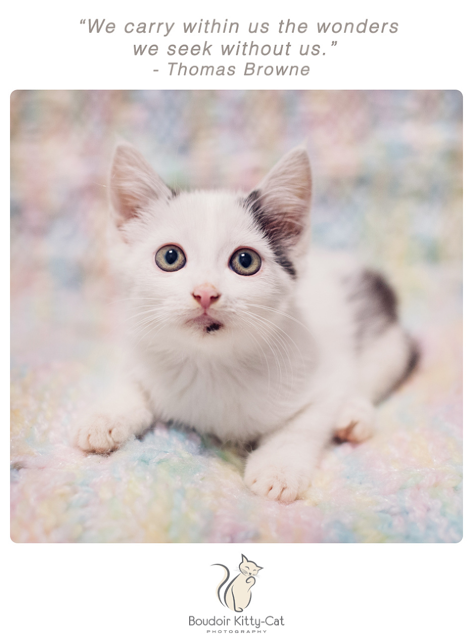 Photo of a gray and white kitten