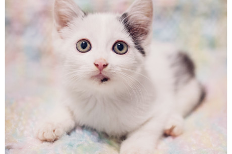 Photo of a gray and white kitten