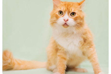 Photo of an orange and white tabby cat