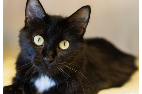 Photo of a black and white cat