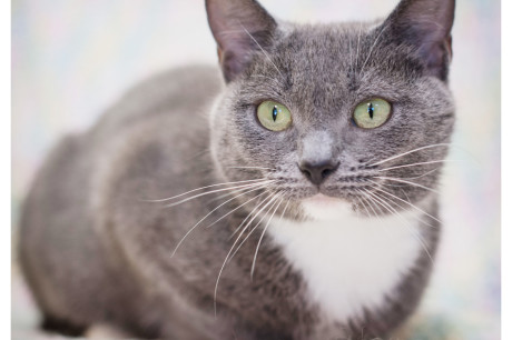 Gray and white cat