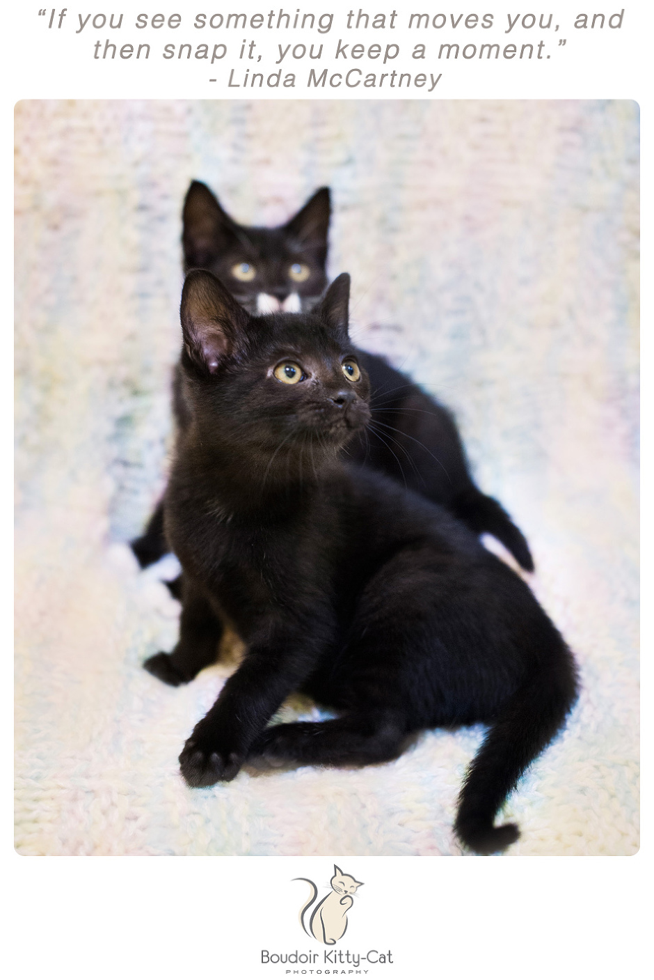 Photo of a black kitten and a black and white kitten