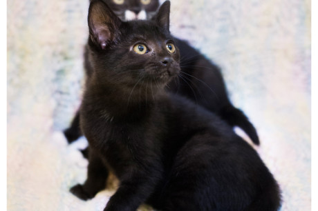 Photo of a black kitten and a black and white kitten