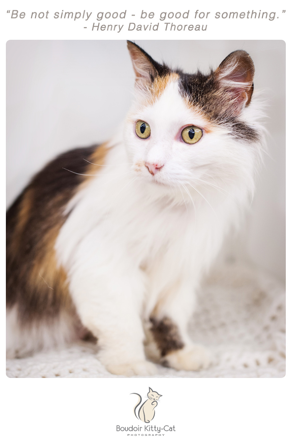 Photo of a long-haired calico cat