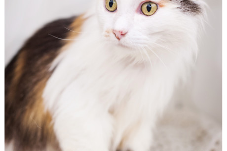 Photo of a long-haired calico cat