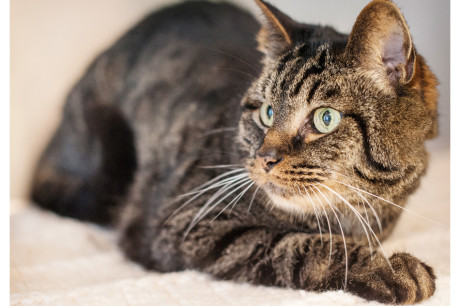 Photo of a Bengal cat