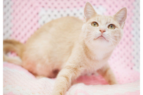 Photo of a buff tabby cat