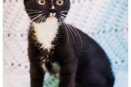 Photo of a black and white kitten