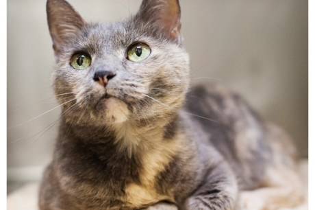 Photo of a dilute torti cat