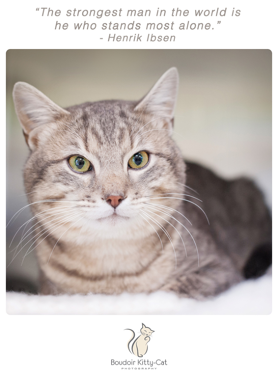 Photo of a gray tabby cat