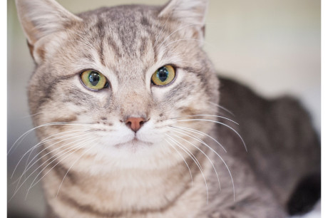 Photo of a gray tabby cat