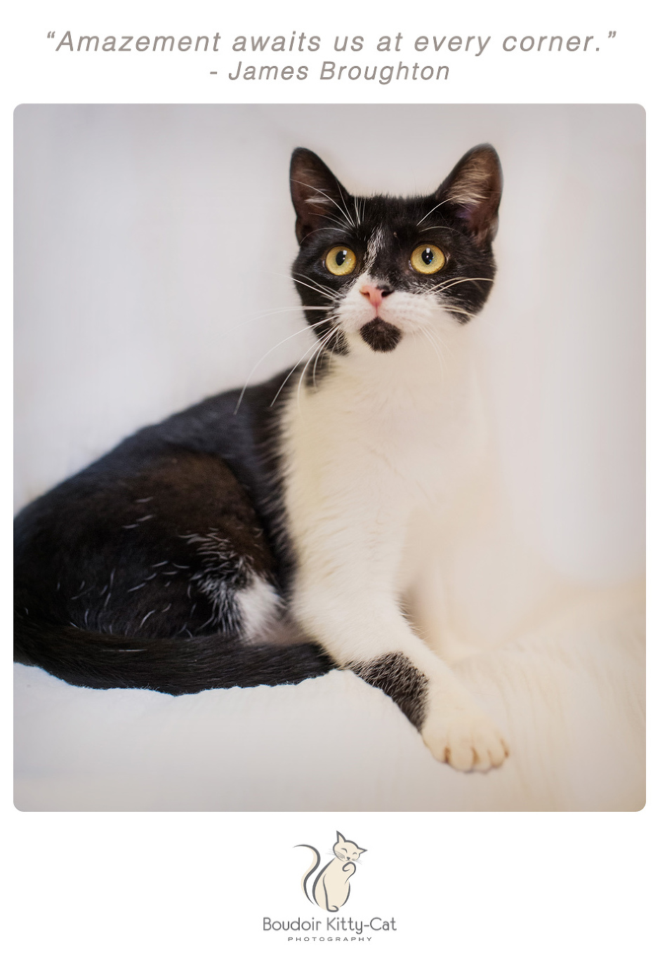 Photo of a black and white cat