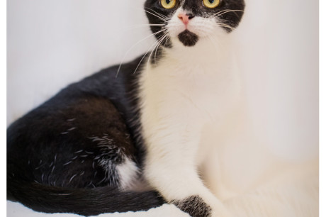 Photo of a black and white cat