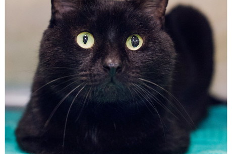 Photo of a black cat with unusual looking eyes