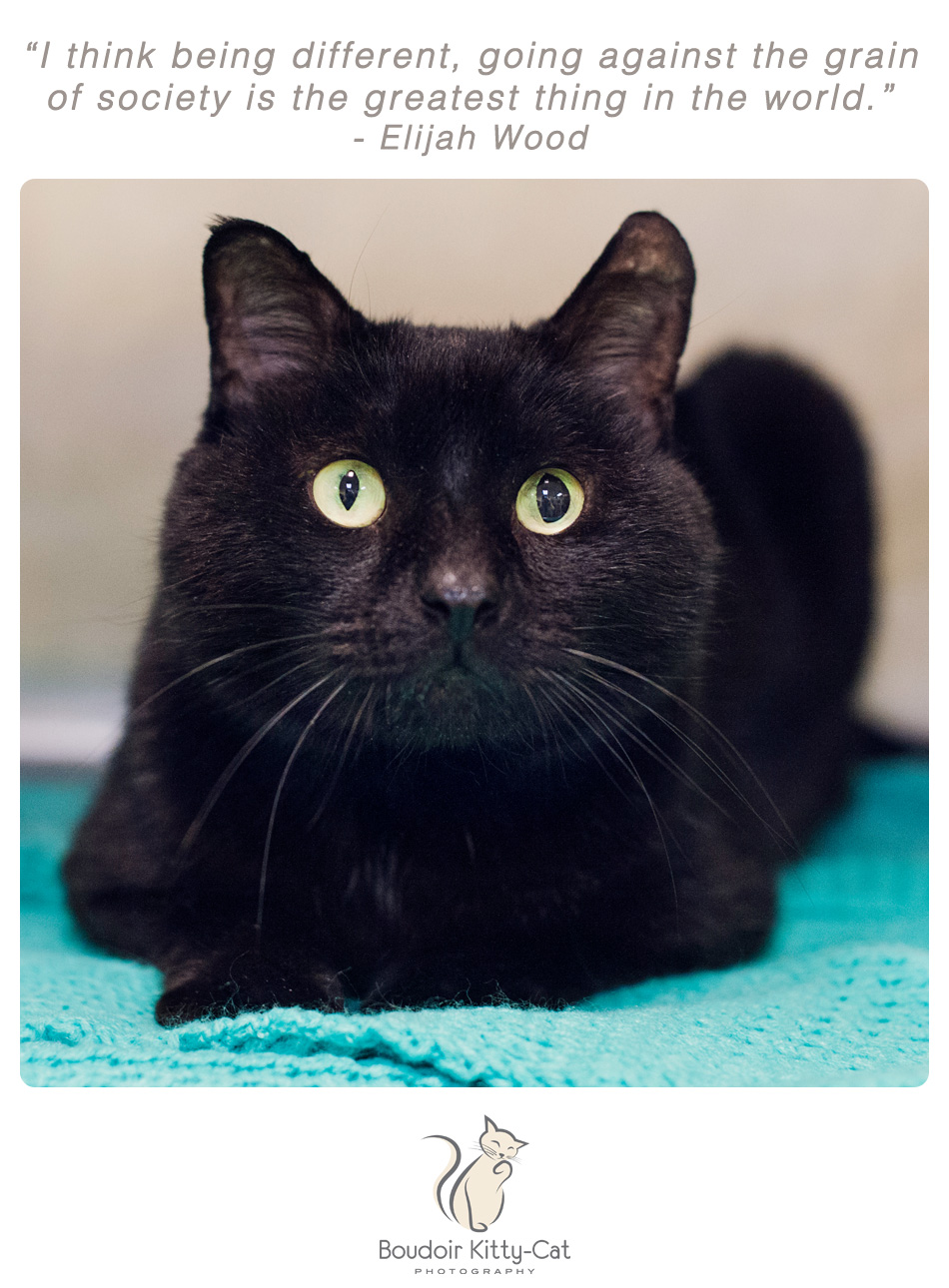 Photo of a black cat with unusual looking eyes