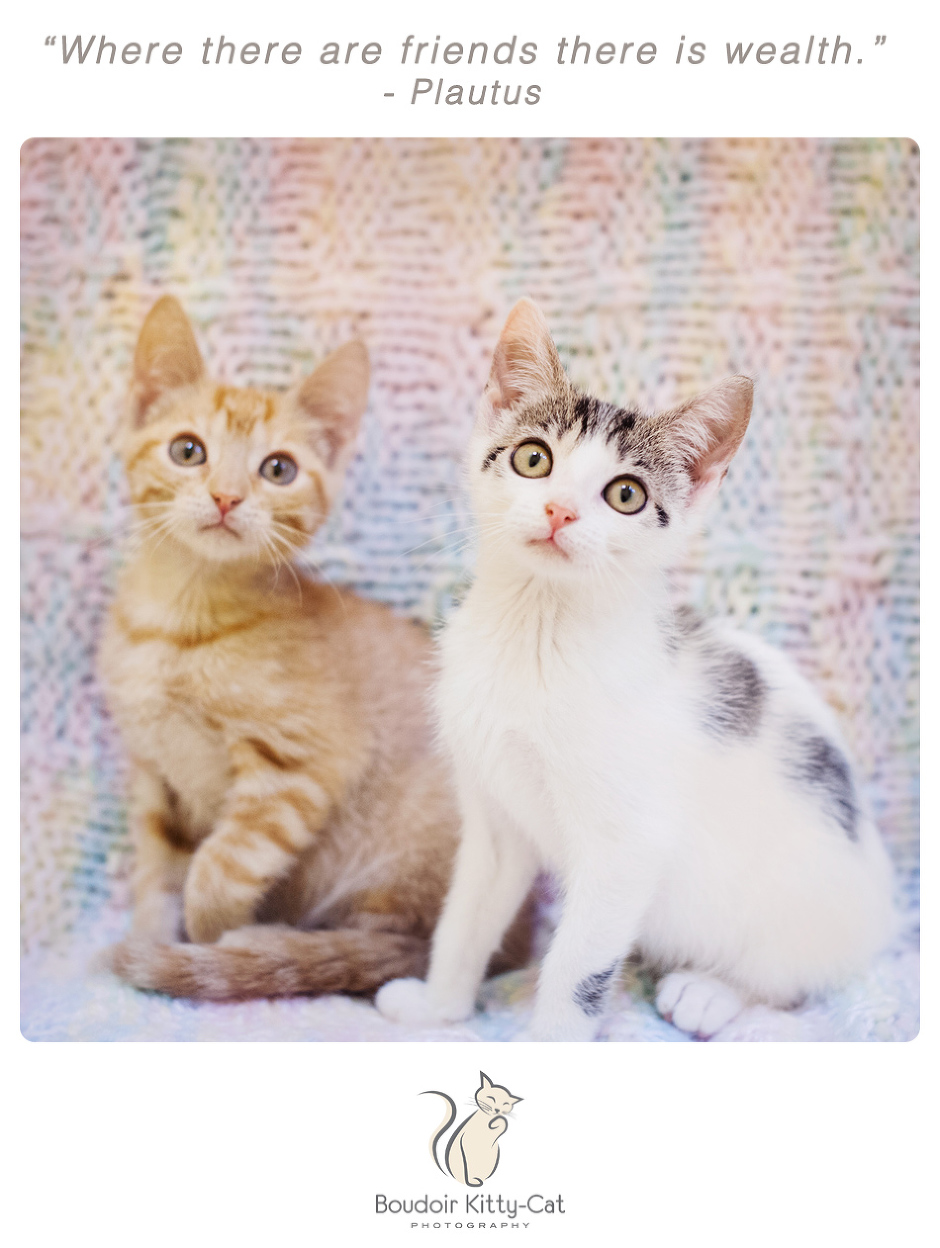 Photo of two kittens